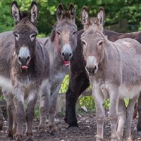 Sidmouth and Donkey Sanctuary